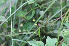 Bupleurum kaoi