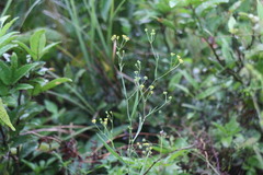 Bupleurum kaoi