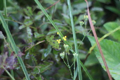 Bupleurum kaoi