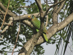 Amazona collaria