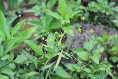 Bupleurum kaoi