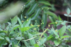 Bupleurum kaoi
