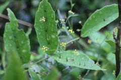 Bupleurum kaoi