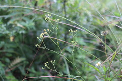 Bupleurum kaoi
