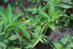 Bupleurum kaoi