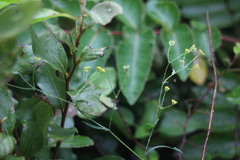 Bupleurum kaoi