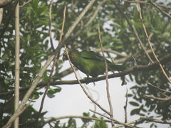 Amazona collaria