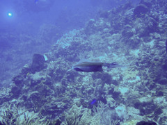 Sepioteuthis sepioidea