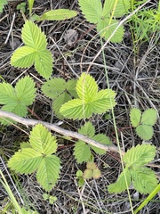 Fragaria orientalis