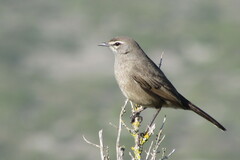 Cercotrichas coryphoeus cinerea