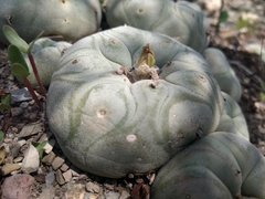Lophophora diffusa