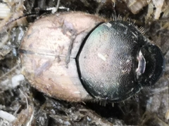 Palaeonthophagus