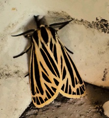 Apantesis virguncula