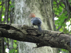 Melanerpes radiolatus