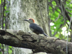 Melanerpes radiolatus
