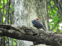 Melanerpes radiolatus