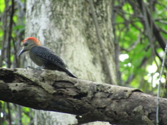 Melanerpes radiolatus