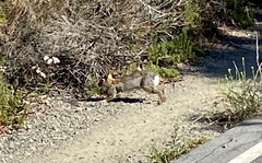 Sylvilagus audubonii