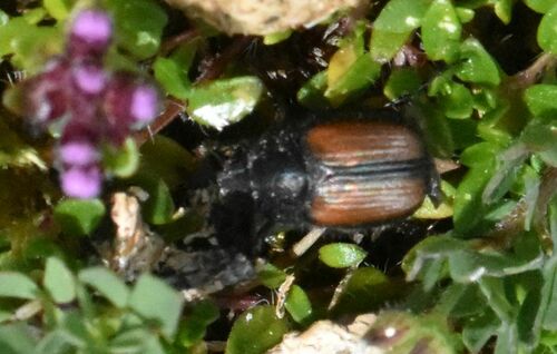 downland chafer