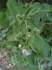 Arctium minus