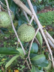 Annona montana