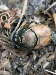 Palaeonthophagus
