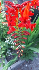 Hesperantha coccinea