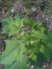 Chenopodiastrum hybridum