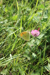 Colias heos