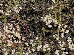 Sylvilagus audubonii