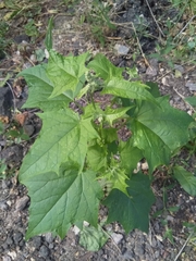 Chenopodiastrum hybridum