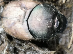 Palaeonthophagus
