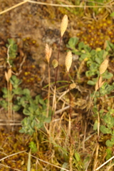 Phleum arenarium