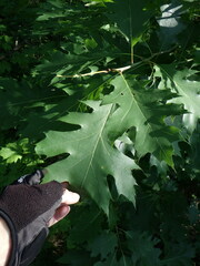 Quercus rubra