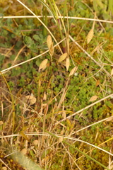 Phleum arenarium