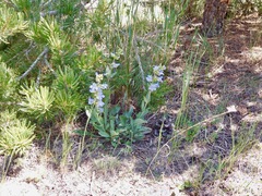 Penstemon pachyphyllus pachyphyllus