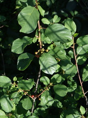 Frangula alnus