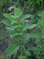 Asclepias syriaca