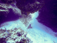 Iciligorgia schrammi