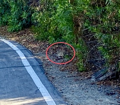 Sylvilagus audubonii