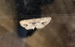 Idaea dimidiata