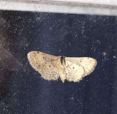 Idaea dimidiata