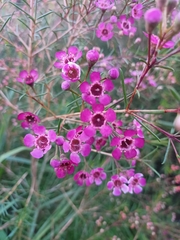 Chamelaucium