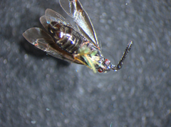 Heterotoma planicornis