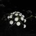 Western Water Hemlock - Photo (c) kevinhintsa, some rights reserved (CC BY-NC), uploaded by kevinhintsa