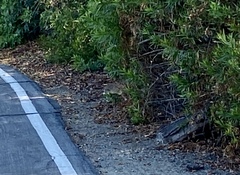 Sylvilagus audubonii