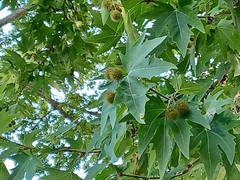 Platanus