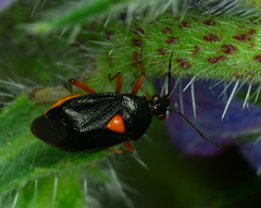 Deraeocoris ribauti