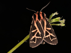 Apantesis williamsii