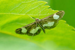 Anania luctualis